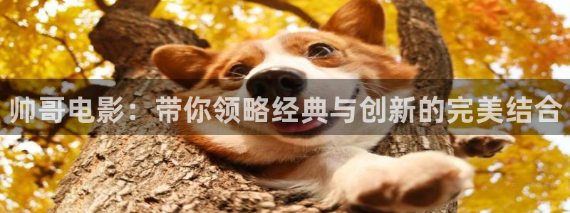 久久视频2018最佳：帅哥电影：带你领略经典与创新的完美结合